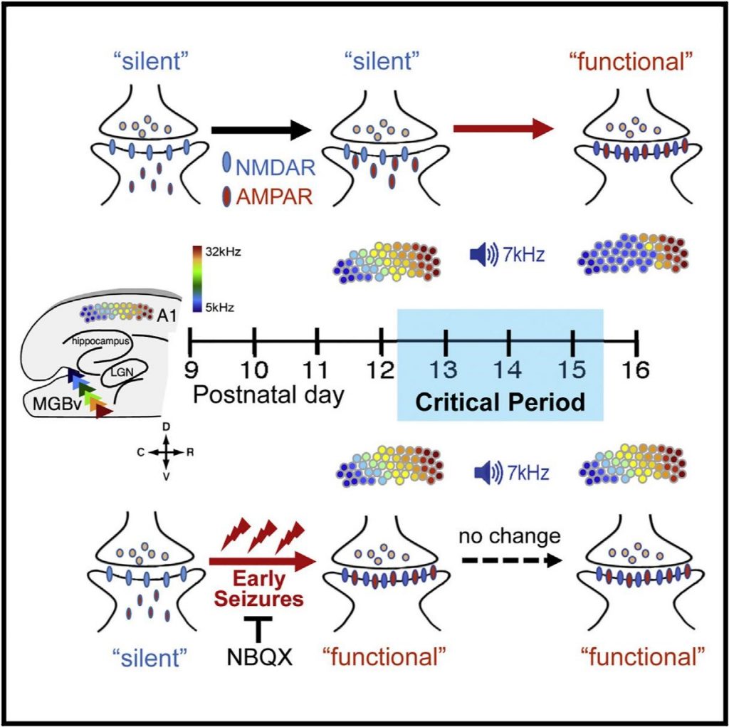 Early-Life Seizures Disrupt Critical Period Plasticity