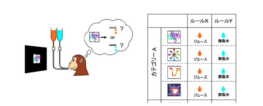 論理的思考を支える脳のはたらきとその神経回路を解明