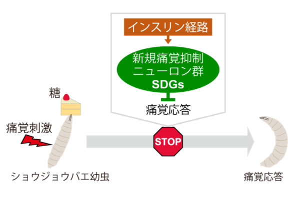 糖を食べると痛覚応答が抑えられる仕組みを解明～個体の栄養状態に応じた末梢痛覚のチューニング～