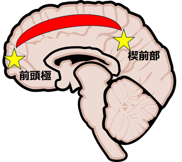 記者発表】うつの自覚症状と他覚的評価のかい離に関わる脳回路を