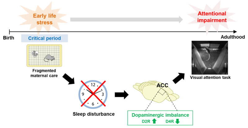 早期ストレスが雄マウスの注意欠陥を形成する