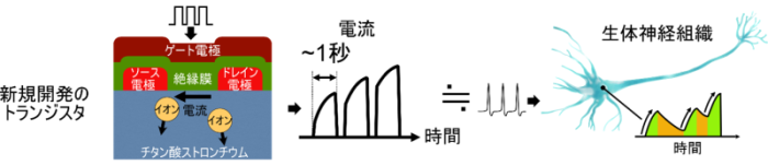 開発した生体神経組織の動作を模倣するトランジスタ