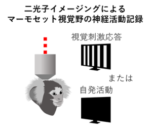 脳自身が生み出す活動と外界からの入力による活動を 大脳神経回路が分離する新しいメカニズムを解明