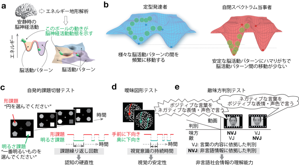 大脳神経活動の硬直性が自閉スペクトラム症の症状を惹起していることを発見～多様な症状の治療法につながりうる神経刺激手法も同定～